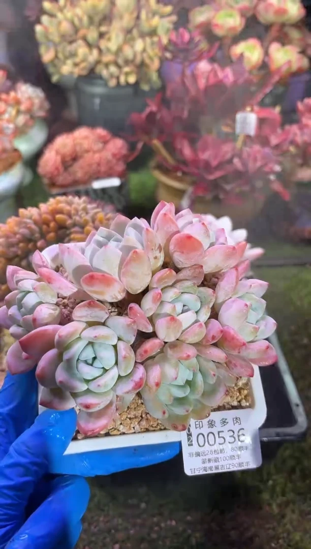 【闪购商品】00536