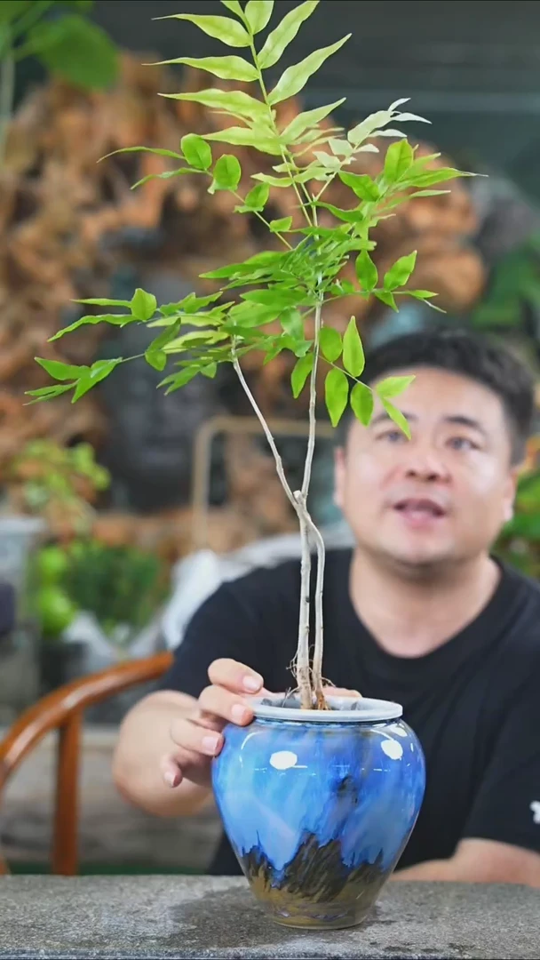 完全开放无患菩提238+