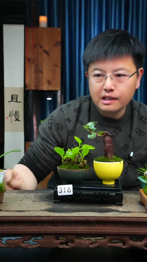 【闪购商品】苔藓微景观316号