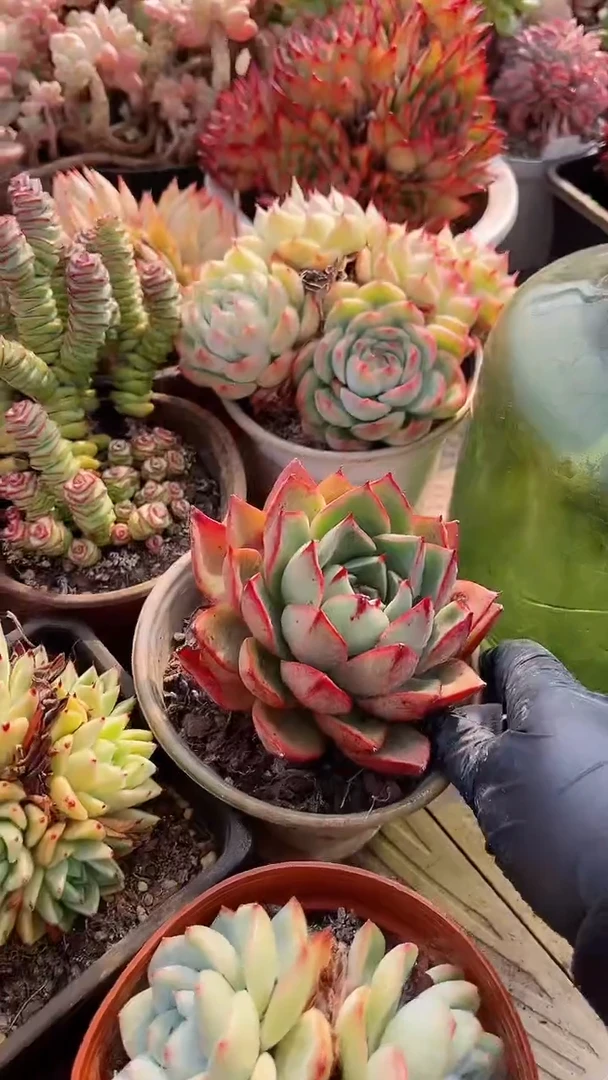 【闪购商品】13238