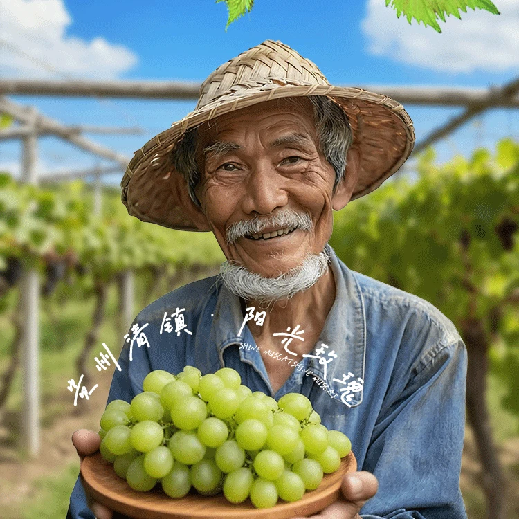 航场长严选生态种植阳光玫瑰 花香十足新鲜应急水果坏果包赔