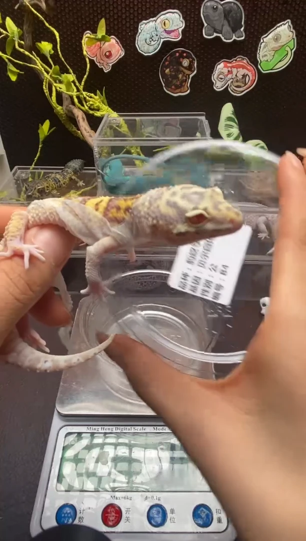 豹纹守宫鳞与尾 Scale Tail 爬宠B4