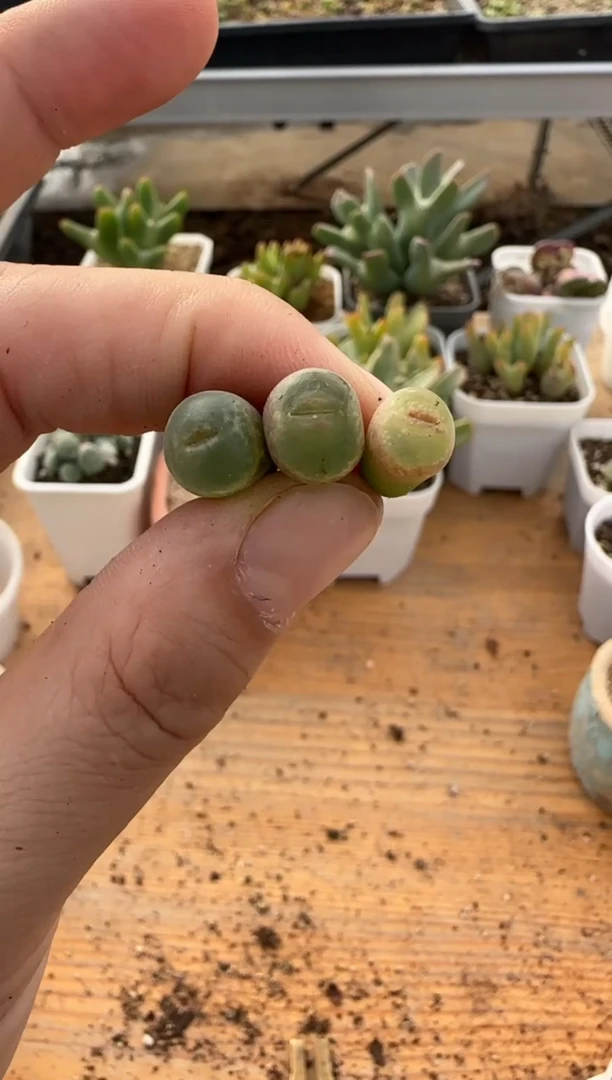 【闪购商品】9-313