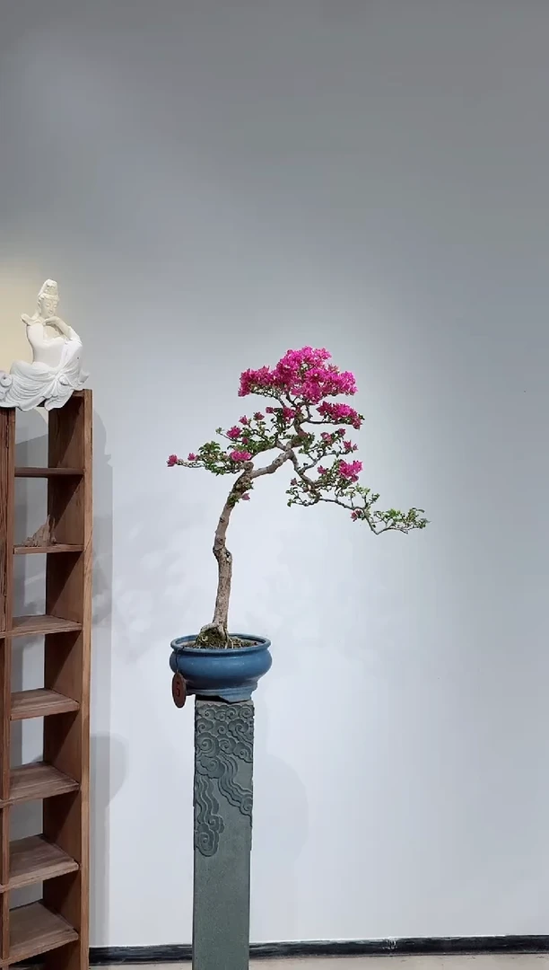 完全开放王*阳小叶紫三角梅