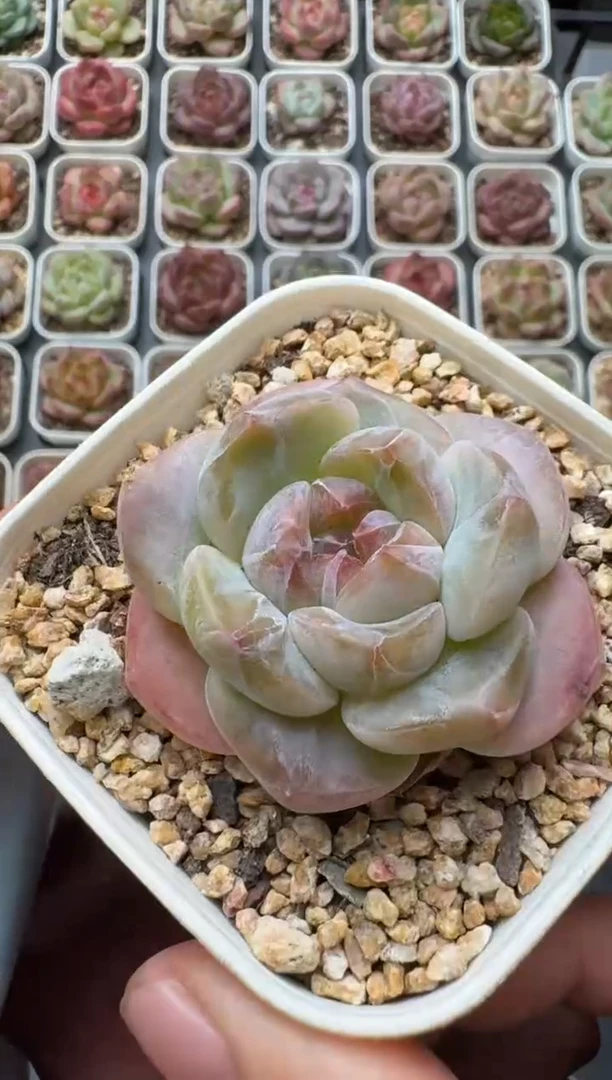 464S带盆土发 当场拍3颗以上包柚 多肉植物 一物一拍