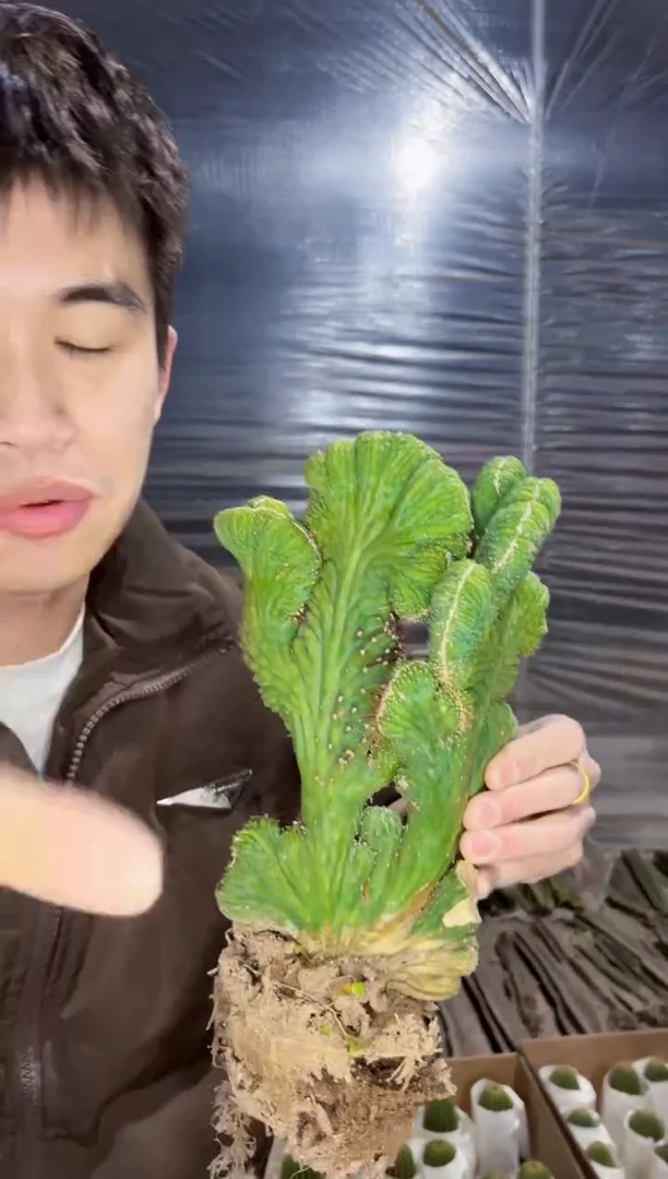 【闪购商品】中大号 五指山