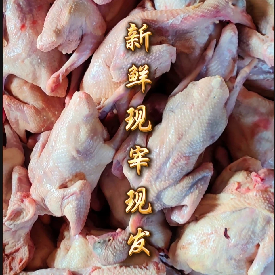 25-30天灰色乳鸽，农场自养，顺丰快递鸽子