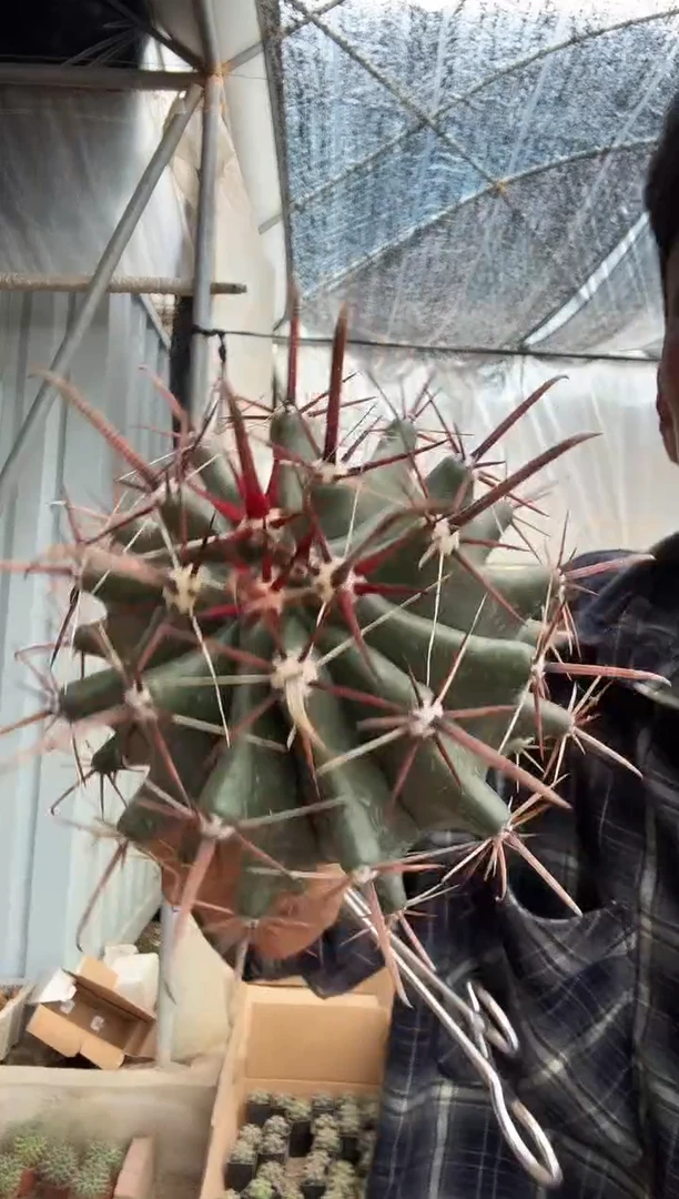 实生伟冠龙39.99