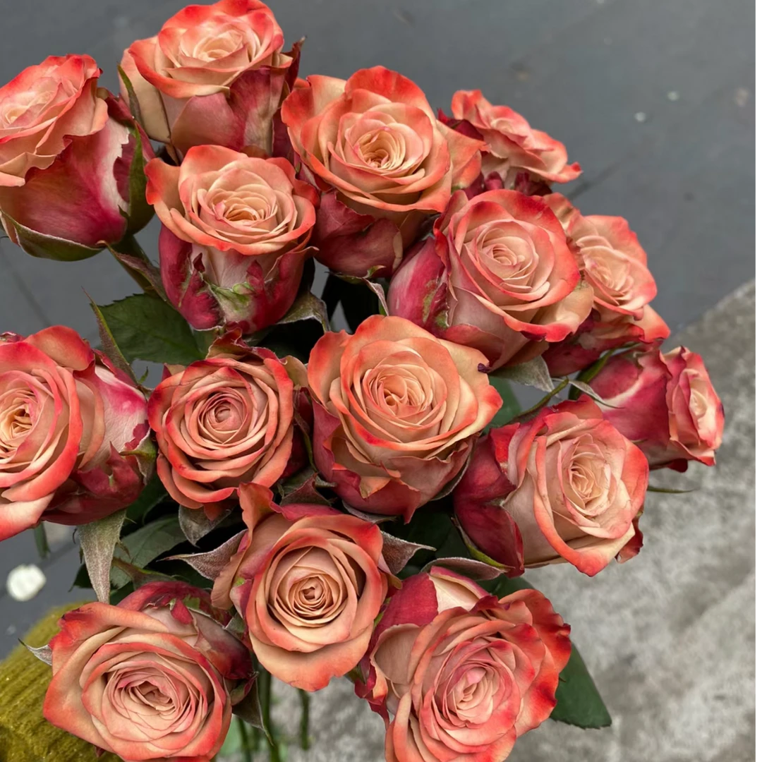 180盆【卡布奇洛】云南月季盆栽带花苞发货咖啡色花四季开花阳台