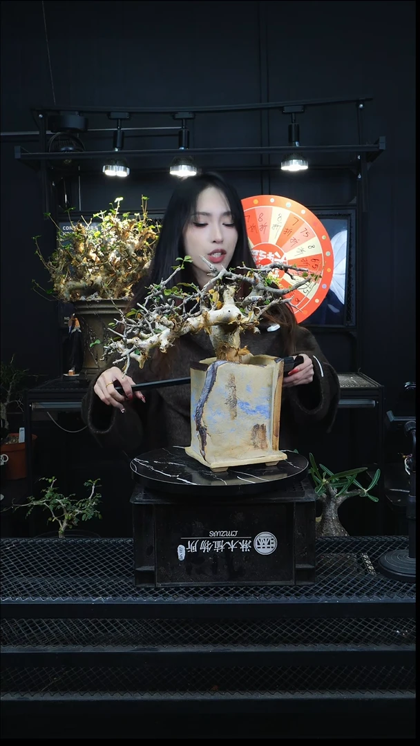 橄榄11111111111111