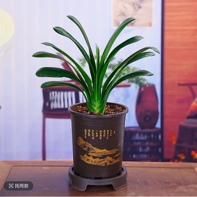 黄开仓补贴【带盆8-10叶君子兰】君子兰室内绿植耐寒盆栽客厅庭院