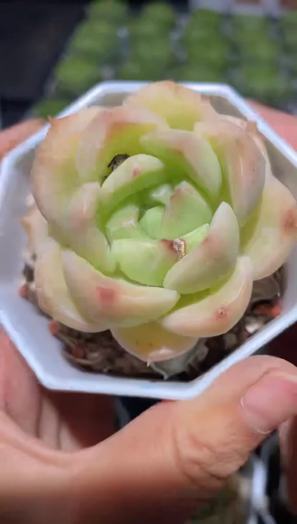 438今昔量拍发一颗