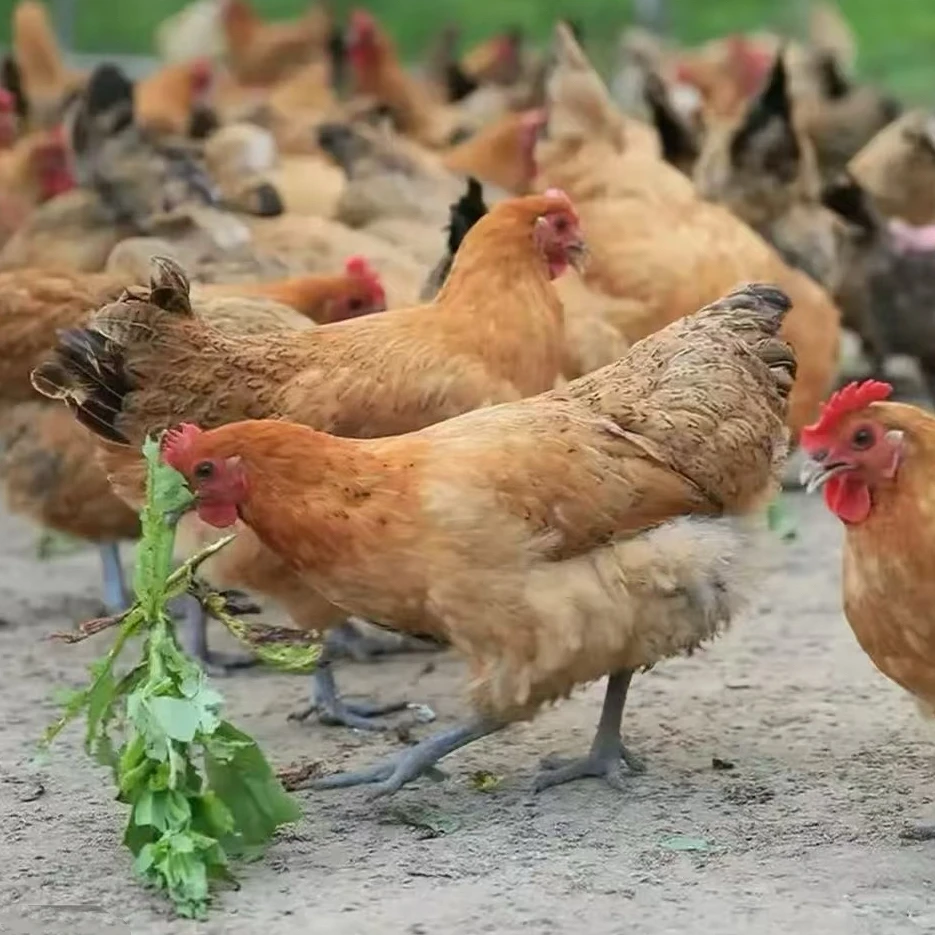 【5只】A 长尾鸡 宠物鸡 单只1.8-2斤左右顺丰发货F1