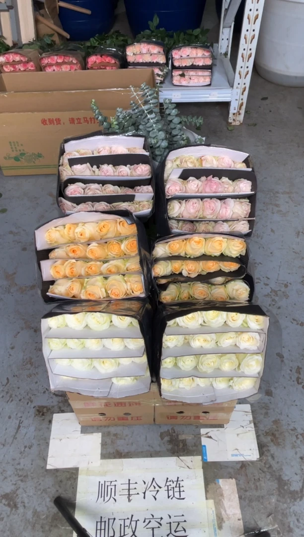 白雪山20枝+粉红20枝+香槟20枝+尤加利