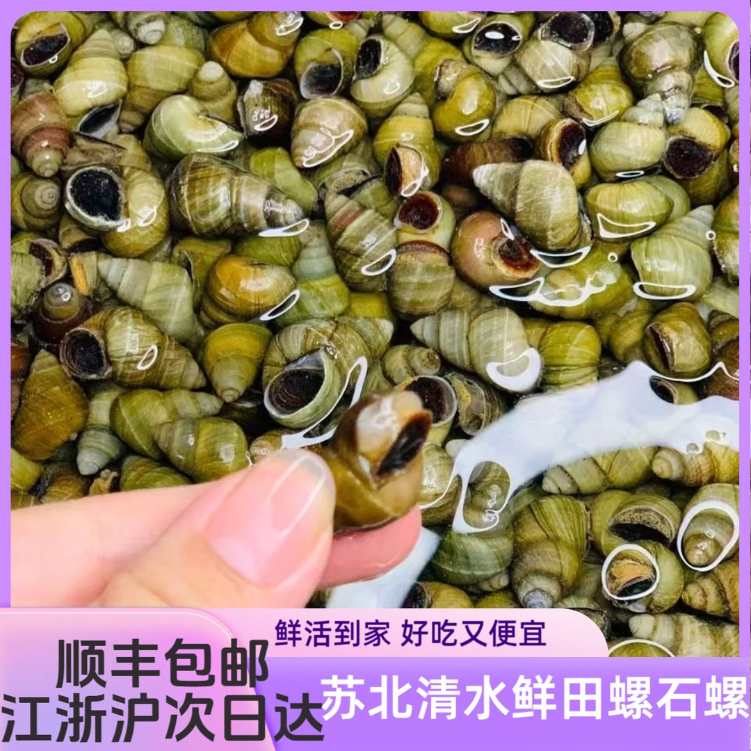 新鲜清水螺蛳鲜活石螺田螺现捞精洗剪尾螺丝炒螺无泥无沙包活顺丰