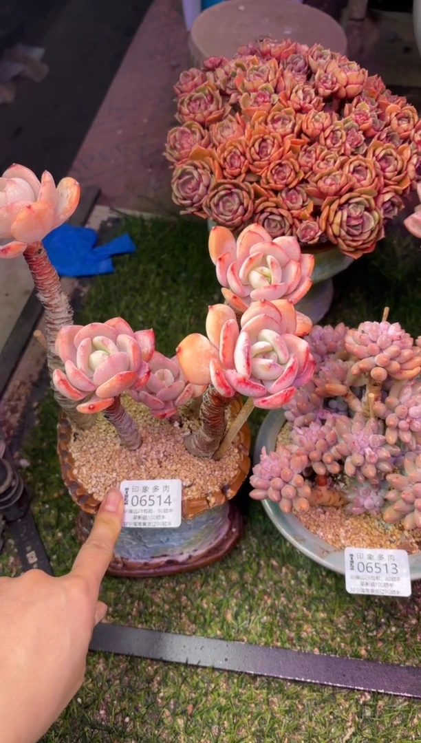【闪购商品】06514