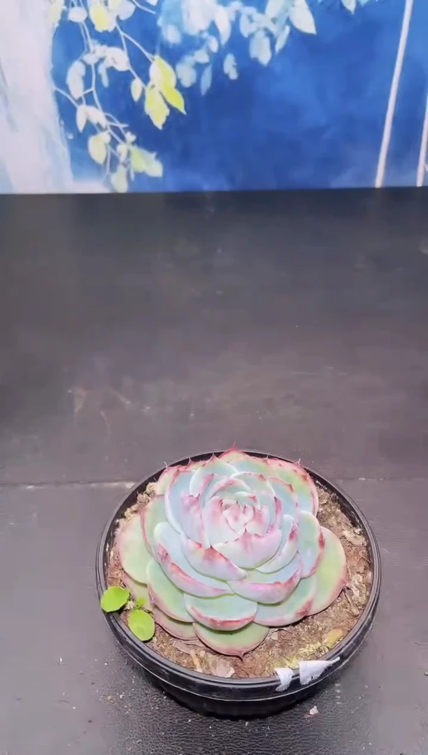 【闪购商品】019惊鸿仙子多肉