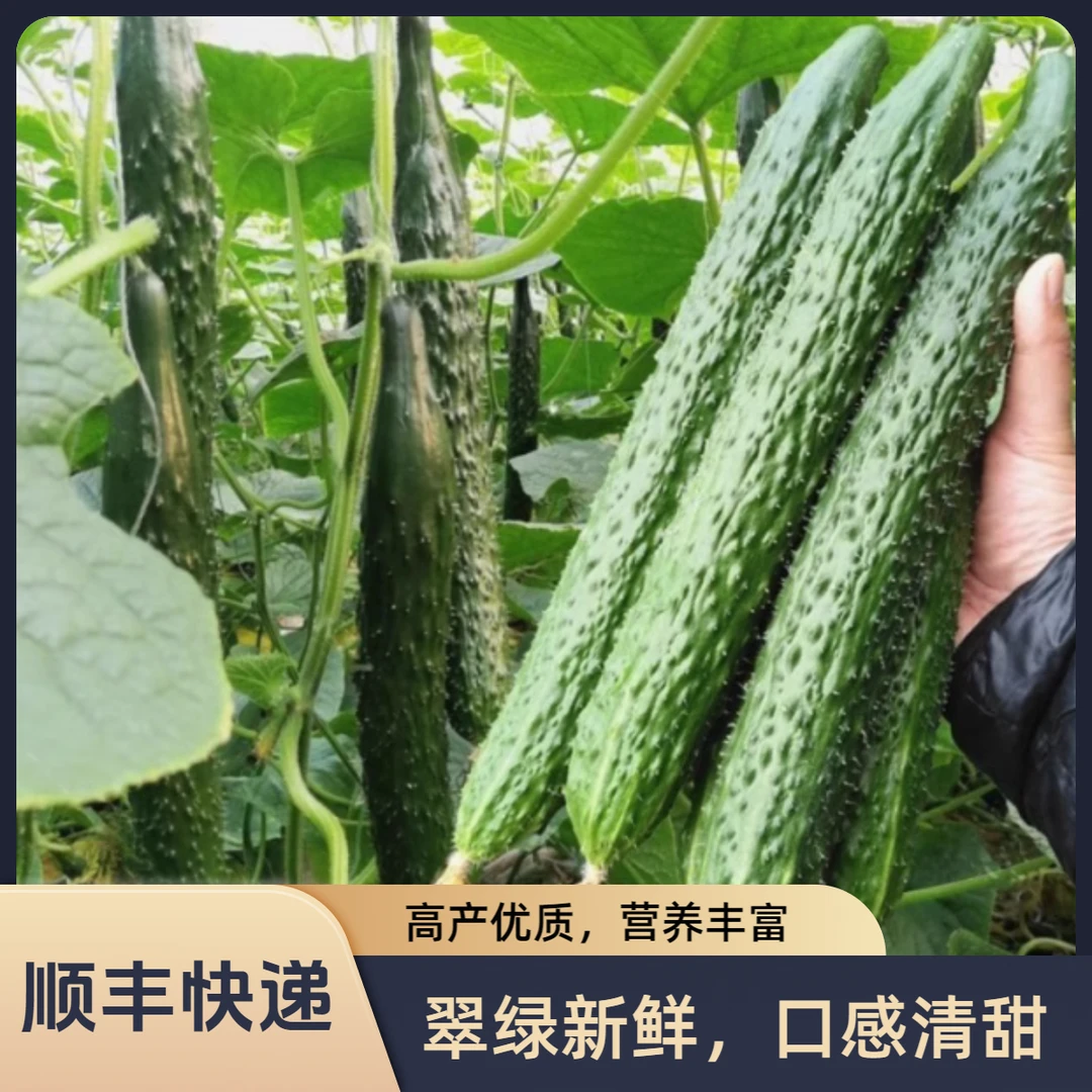 【顺丰快递】天津本地干花黄瓜【绿心黄瓜 清香味十足】