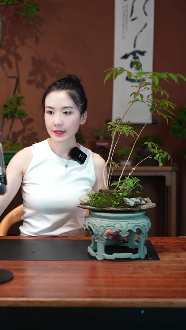 无花朵小槭树盆景盆景盆景