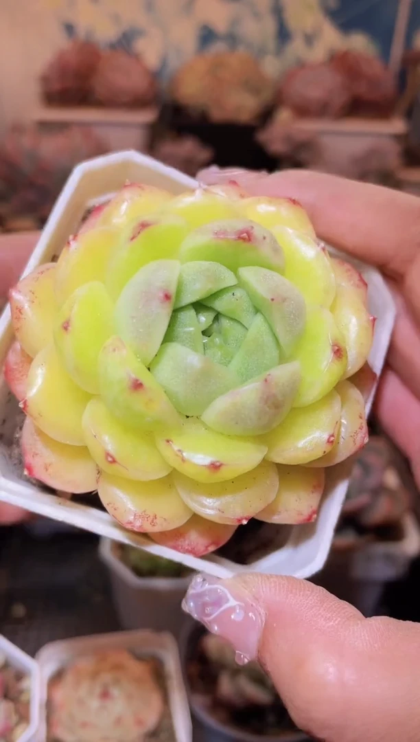 【闪购商品】280金珠