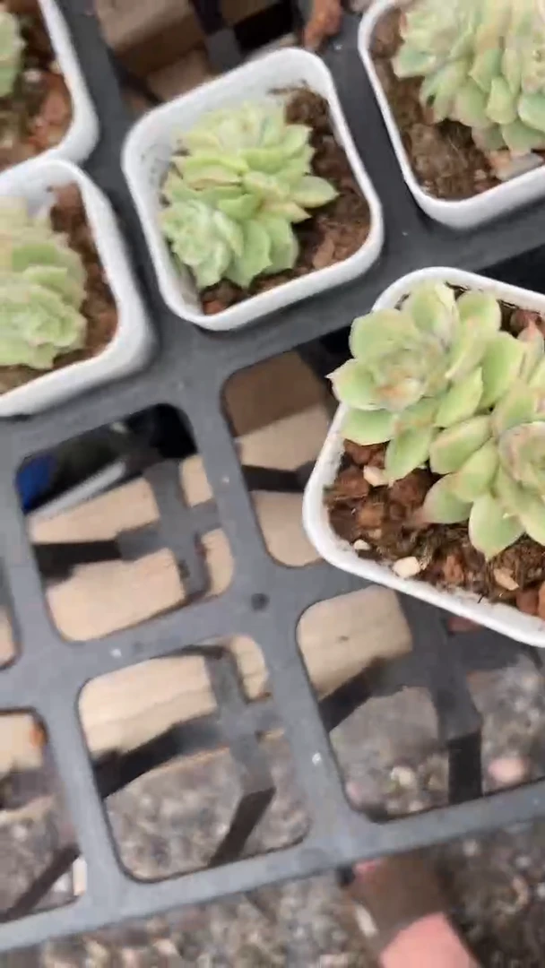幸**✨1颗     多肉     297