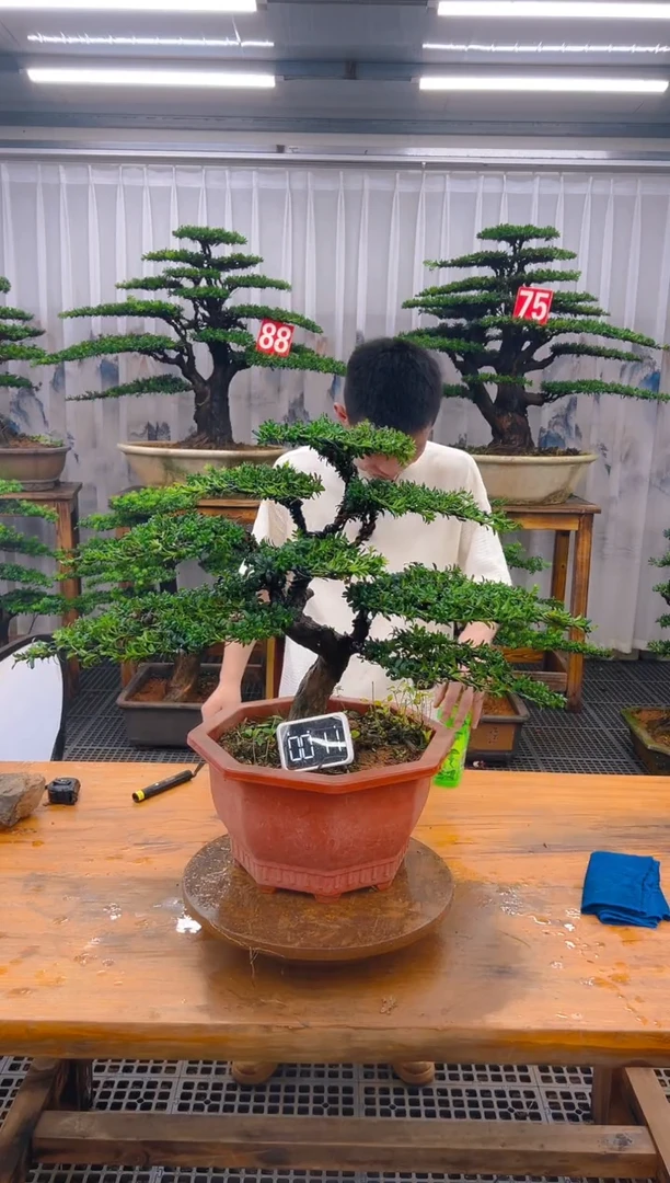 无花朵精品盆景直播间一物一拍