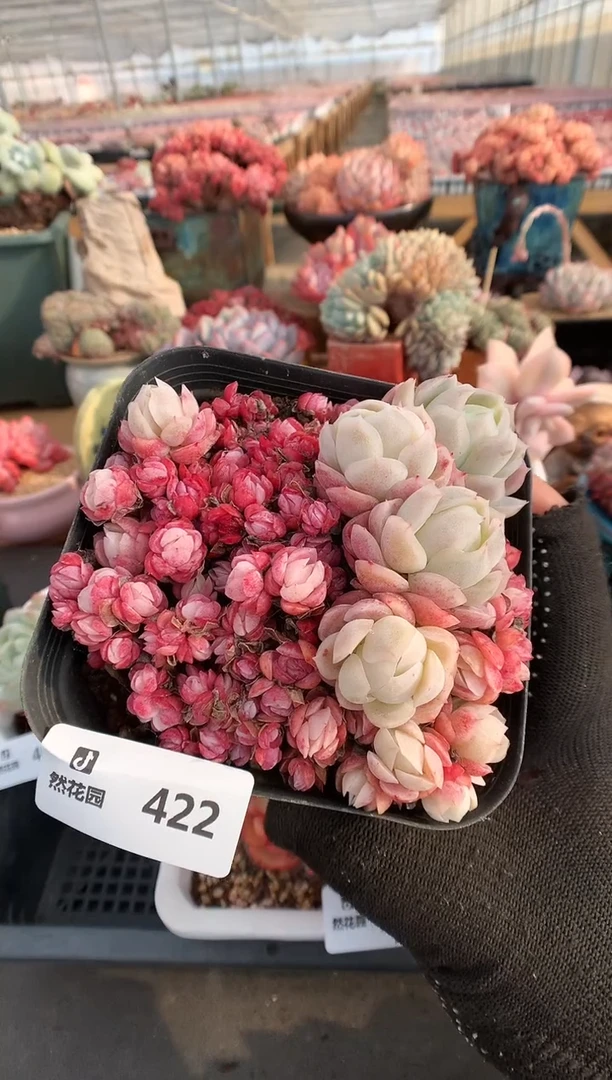 【闪购商品】422贝瑞一物一拍