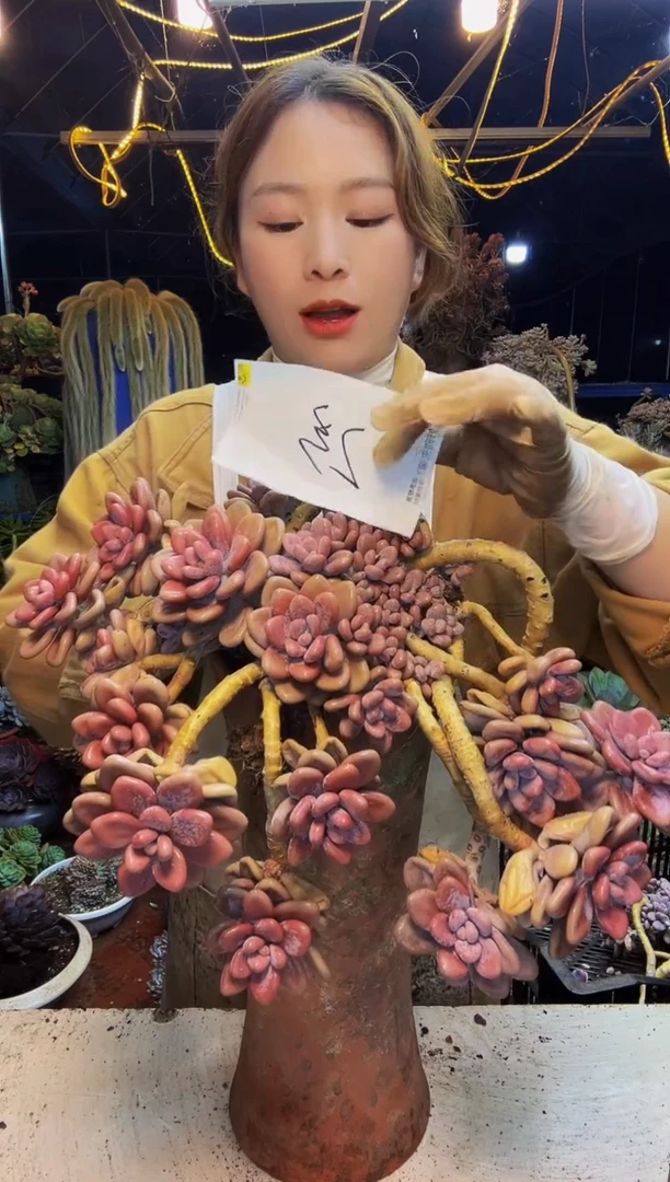 桃蛋2号一物一拍脱土包邮