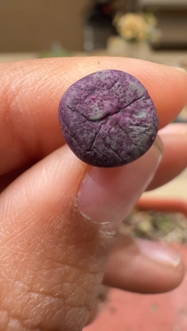 30-148多肉植物肉锥1968A