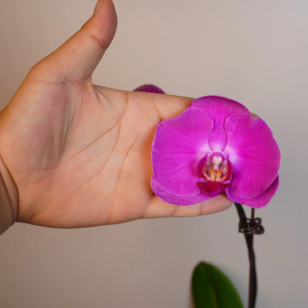 繁星里蝴蝶兰【牛魔王3.0寸】带花带花苞开花珠发货