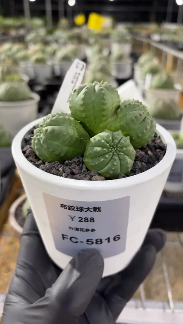 布纹球大戟FC-5816