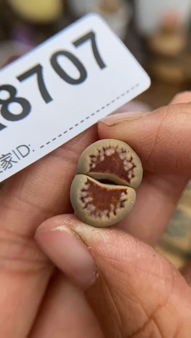 【闪购商品】8707直播一物一拍