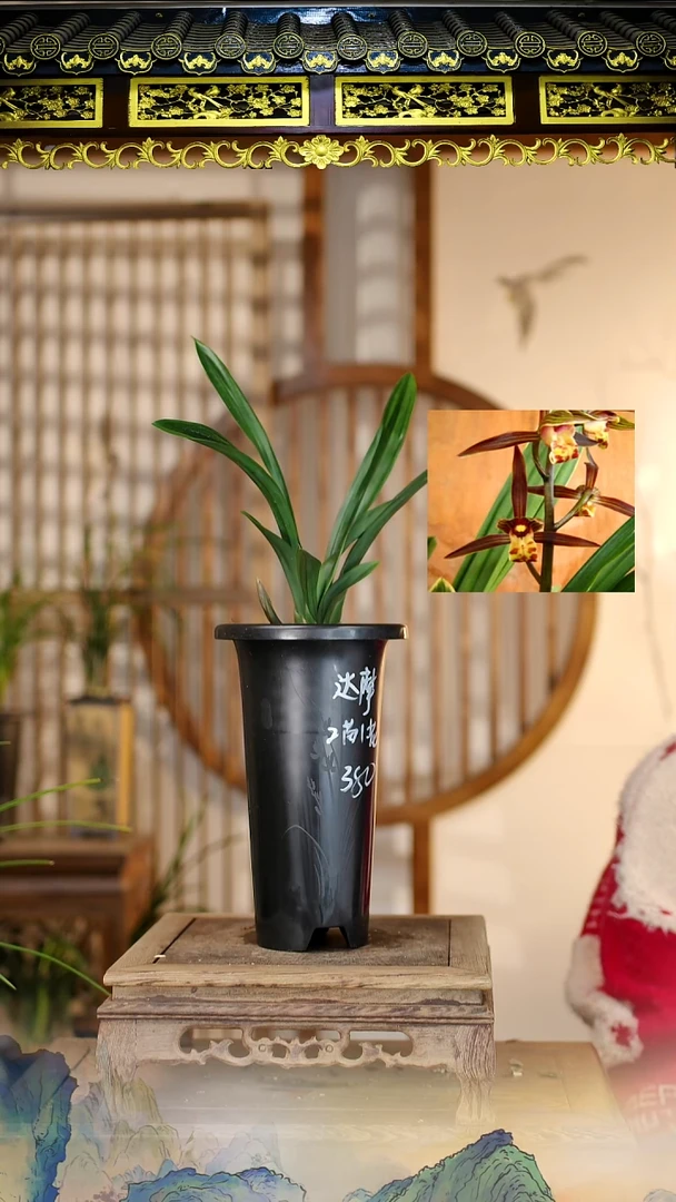 全部花苞达摩2苗带花