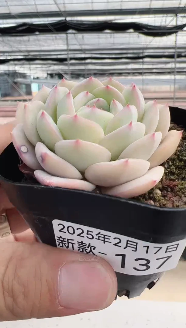 【闪购商品】新款多肉-137