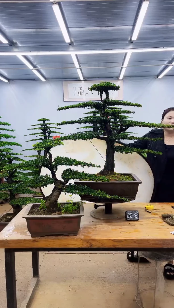 无花朵一物一拍，所见即所得