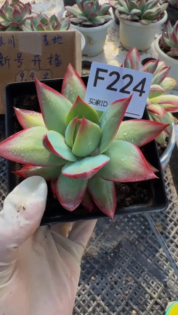 F224惊鸿仙子（裸根发货）