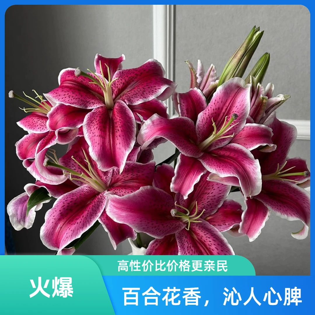 源头优选黑美人百合一单圆通任意两单顺丰京东发货后不支持退款