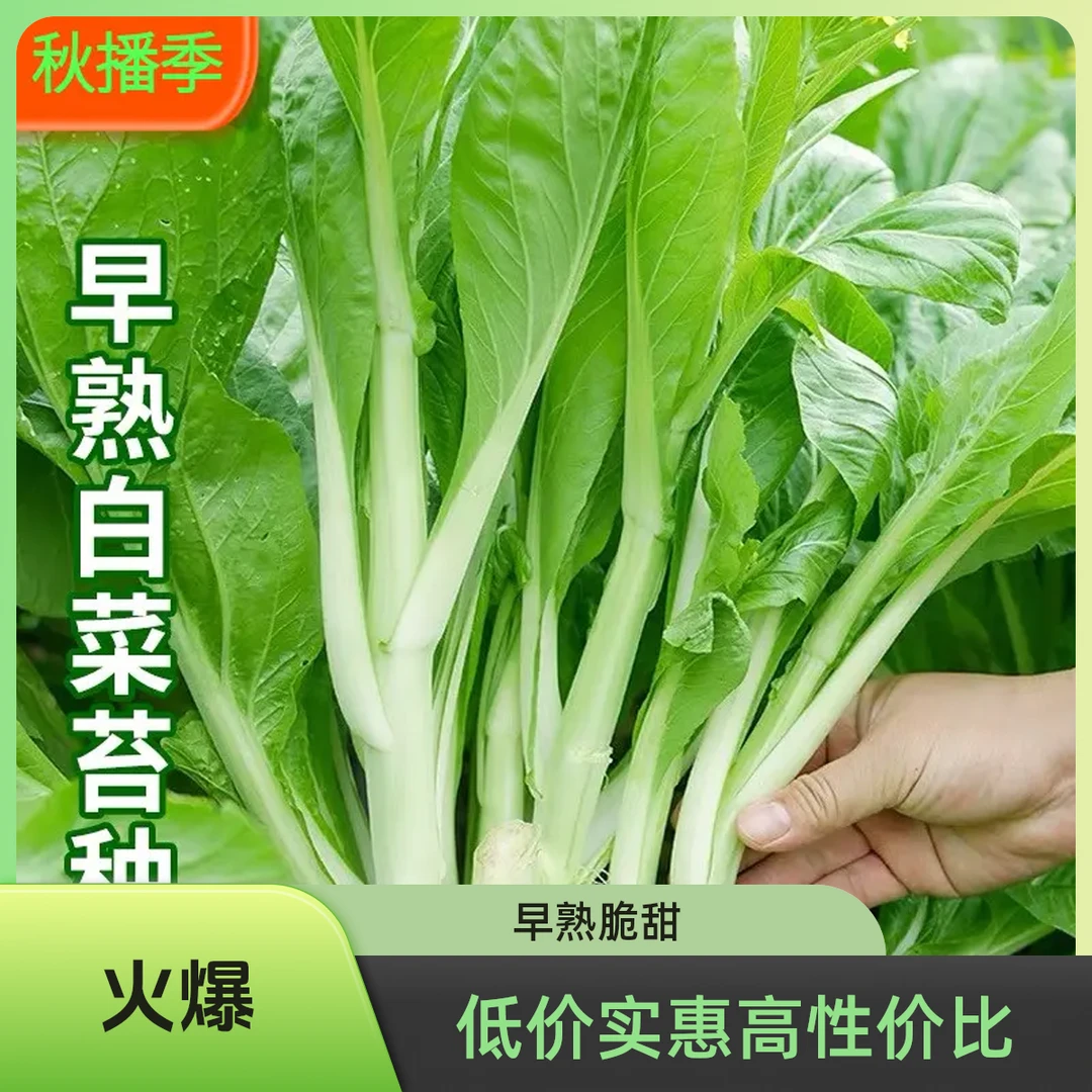 【满5包包邮】早熟甜脆白菜苔种子农家庭院大田侧芽多味甜软白菜心
