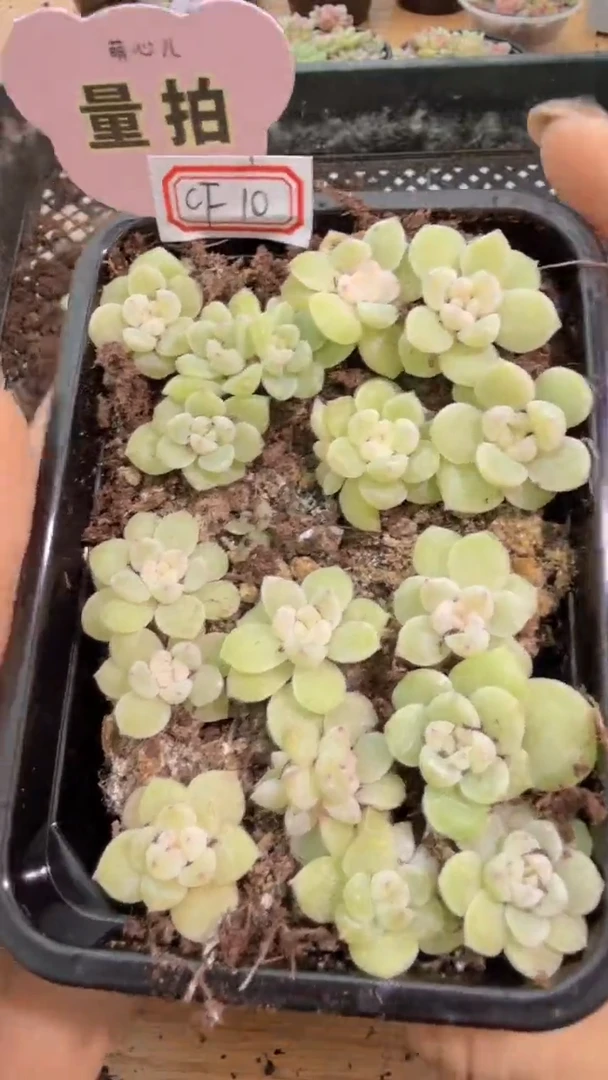 cf10 切糕1盒 量拍多肉植物