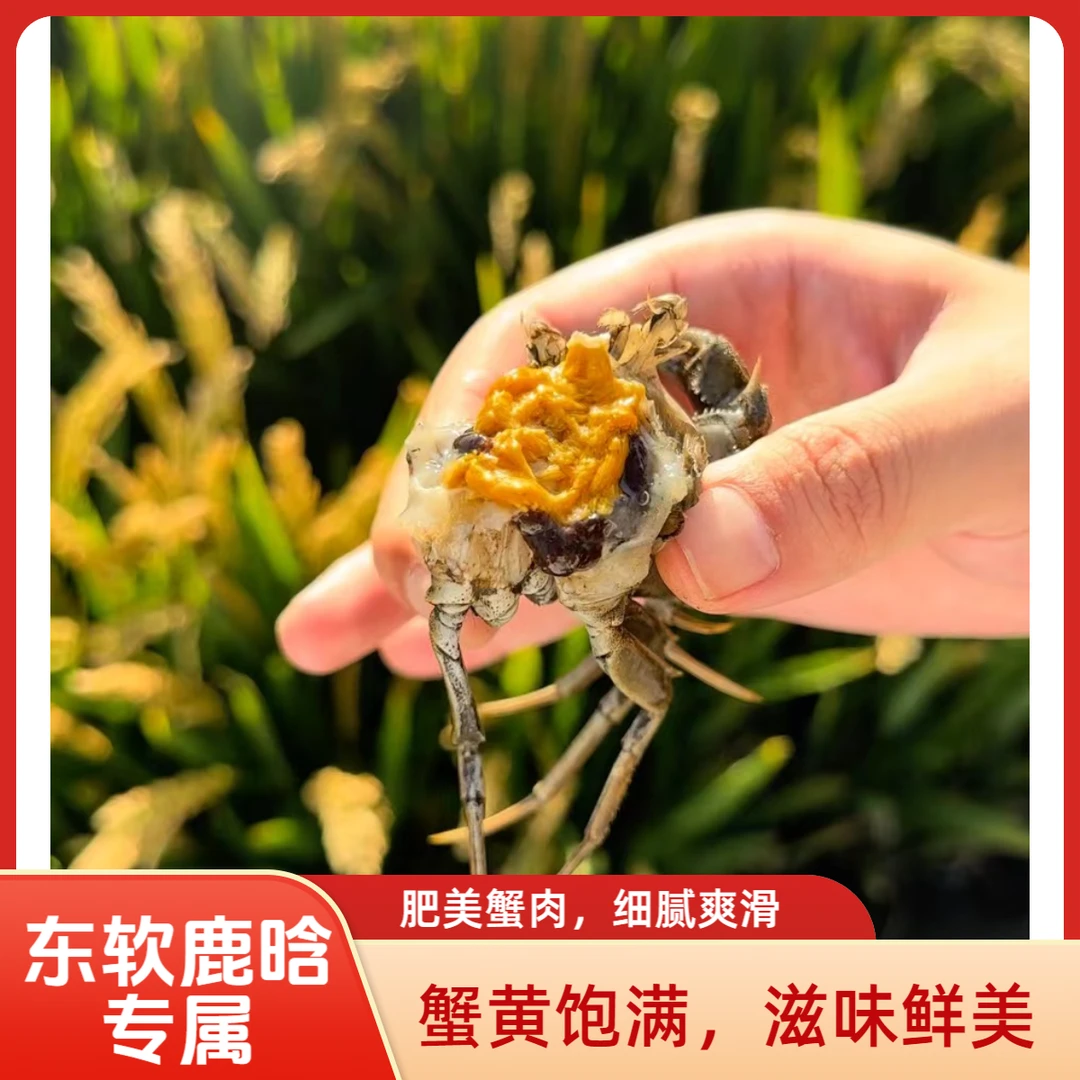 活蟹东软鹿晗专属盘锦稻田蟹 【1.3-1两/只】1.5/2.5斤25只左右全母