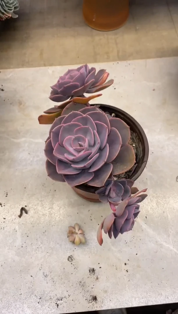 【闪购商品】209尘埃玫瑰