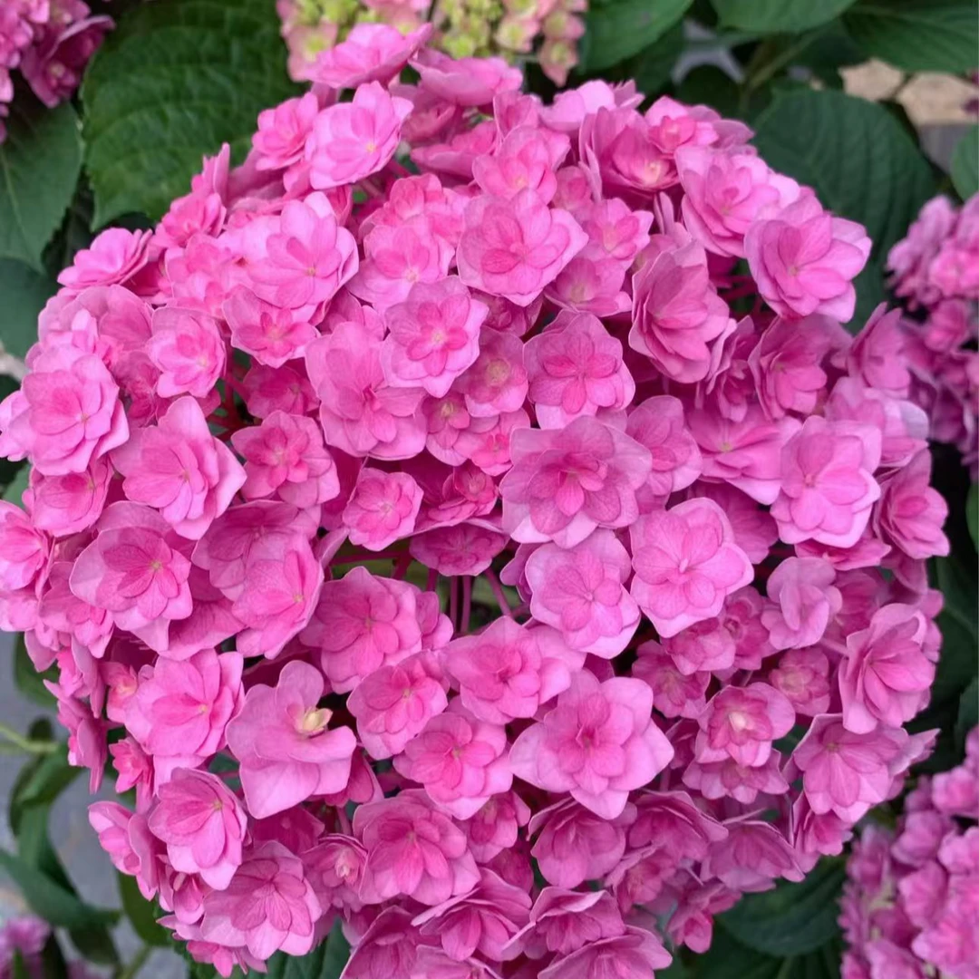 2加仑太阳神殿绣球 云南基地直发带花苞耐寒老桩好养美观新手易养