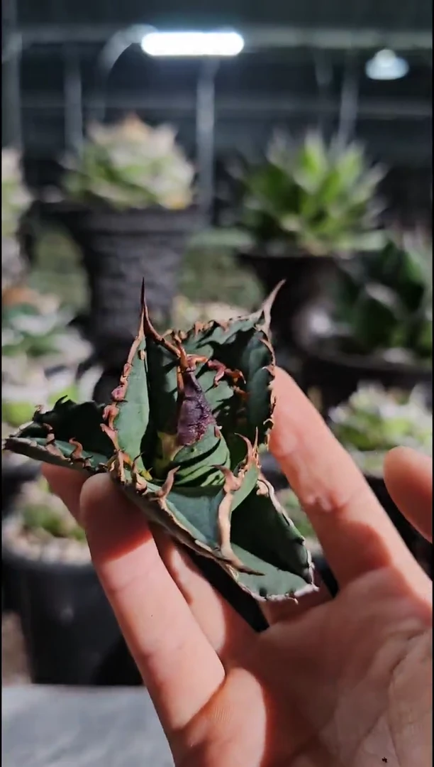 冬 顶芽 基因保证非组培 (直播特价/下播结束)