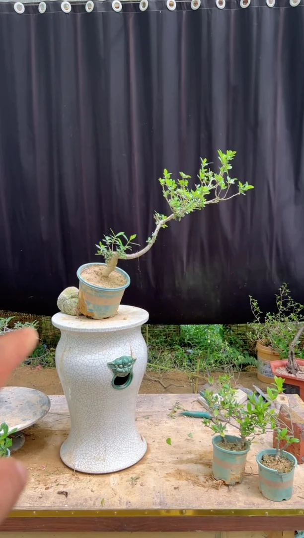 当前无花朵，栽培后可花朵伊**诗海岛栀子花