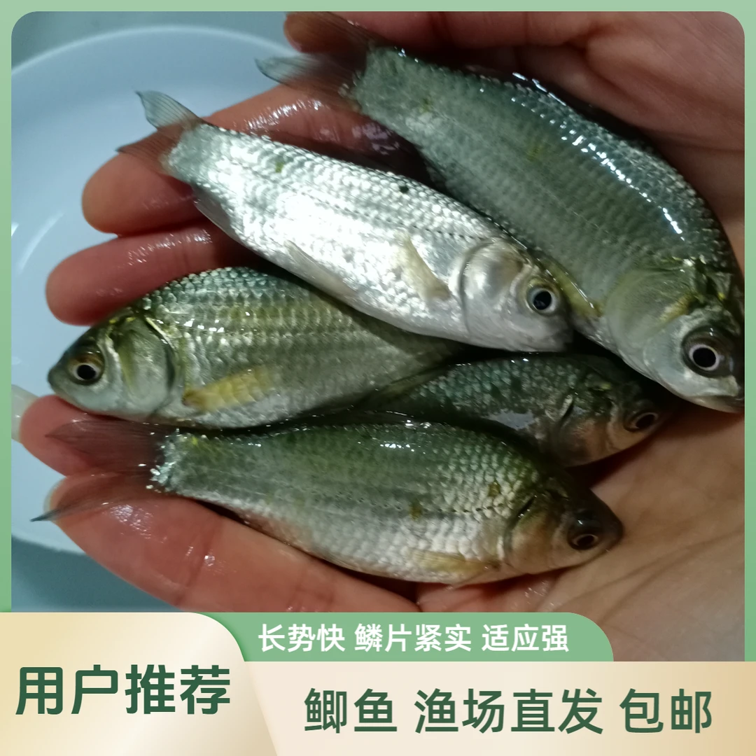 【活体】优质鲫鱼高背鲫鱼中科5号（4-12厘米）观赏鱼淡水鱼冷水鱼