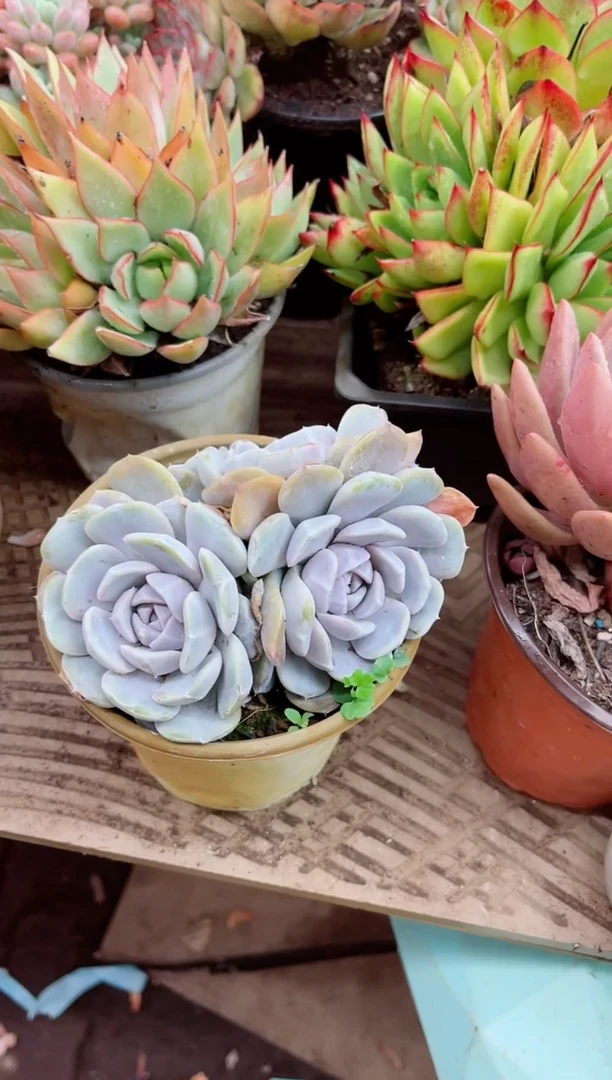 妞***院28059多肉植物一物一拍