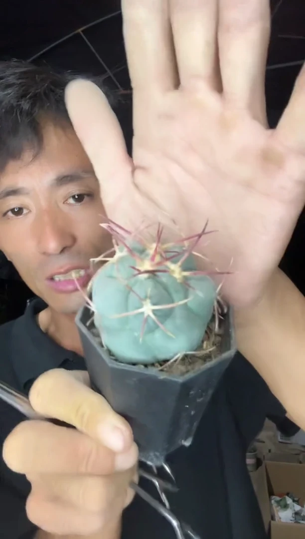 实生绯冠龙 35.99