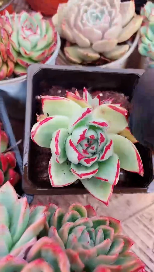 j***张?多肉植物一物一拍10062