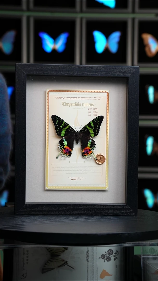 太阳蛾设计款10寸竖框