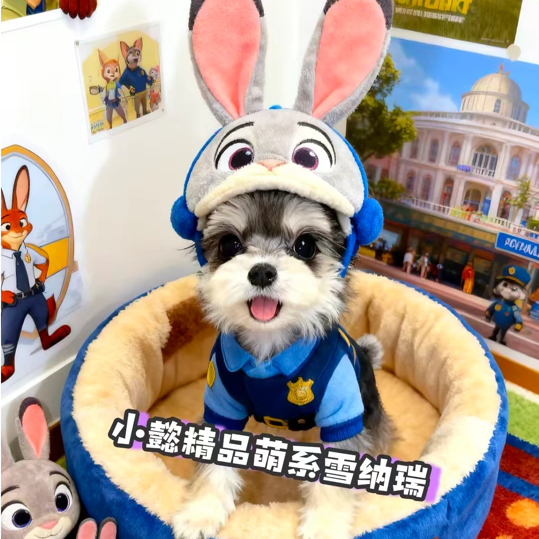 小懿家活体萌宠雪纳瑞